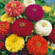 Ostálka jiřinkokvětá směs barev - Zinnia elegans - semena ostálky - 50 ks