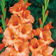 Gladiol Peter Pears - Gladiolus - hlízy mečíku - 3 ks