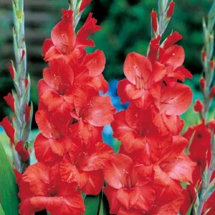 Gladiol Hunting song červený - Gladiolus - hlízy mečíku - 3 ks