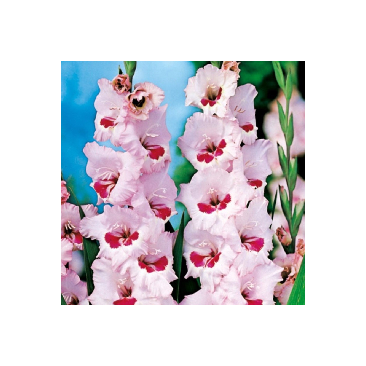 Gladiol Wine and Roses růžový - Gladiolus - hlízy mečíku - 3 ks