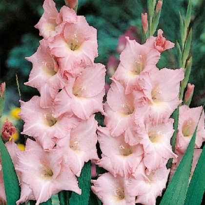 Gladiol Rose Supreme - Gladiolus - hlízy mečíku - 3 ks