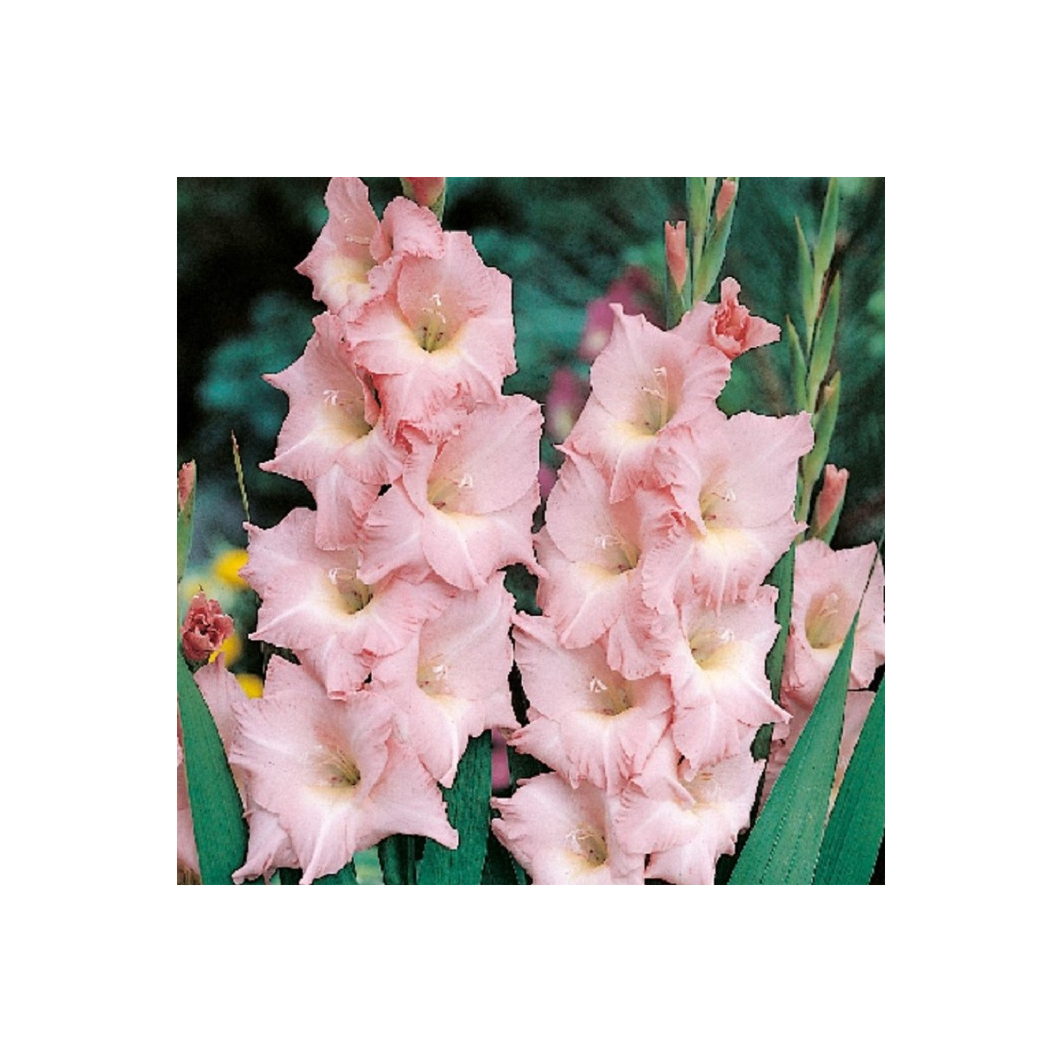 Gladiol Rose Supreme - Gladiolus - hlízy mečíku - 3 ks