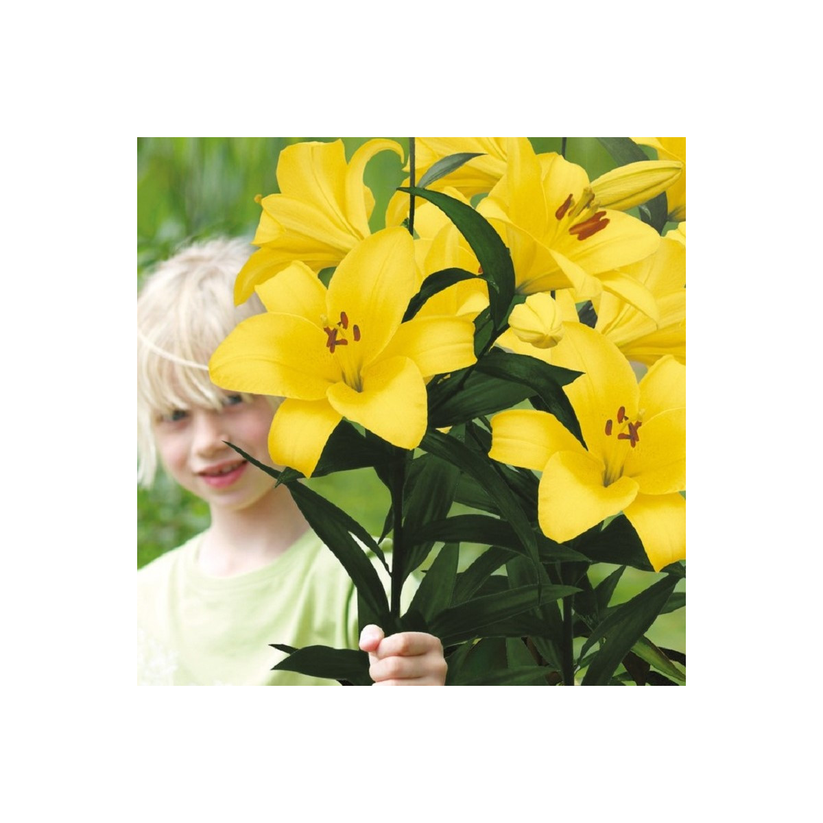Lilie Yellow Planet - Lilium lancifolium - cibule lilie - 1 ks