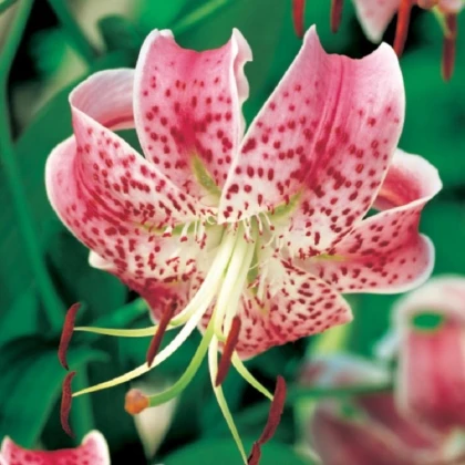 Lilie speciosum rubrum - Lilium - cibule lilie - 1 ks