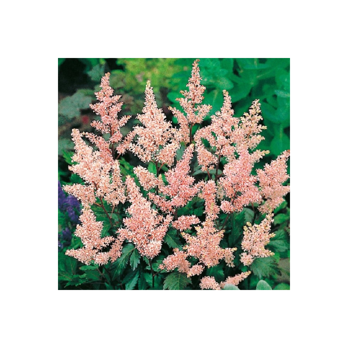 Čechrava Peach Blossom - Astilbe japonica - hlízy čechravy - 1 ks