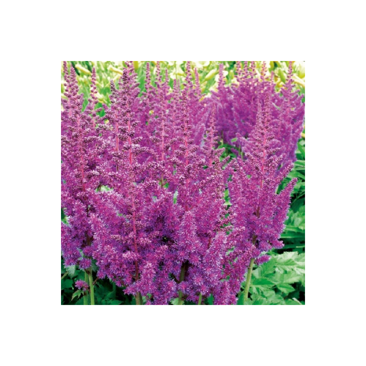 Čechrava modrá - Astilbe - hlízy čechravy - 1 ks