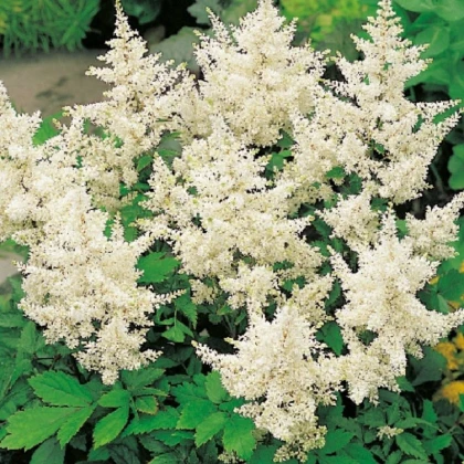 Čechrava japonská Deutschland - Astilbe japonica - hlízy čechravy - 1 ks
