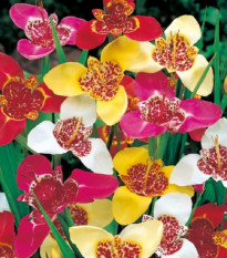 Tygřice mix - Tigridia - hlízy tygřice - 3 ks