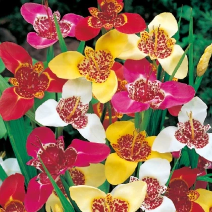 Tygřice mix - Tigridia - hlízy tygřice - 3 ks