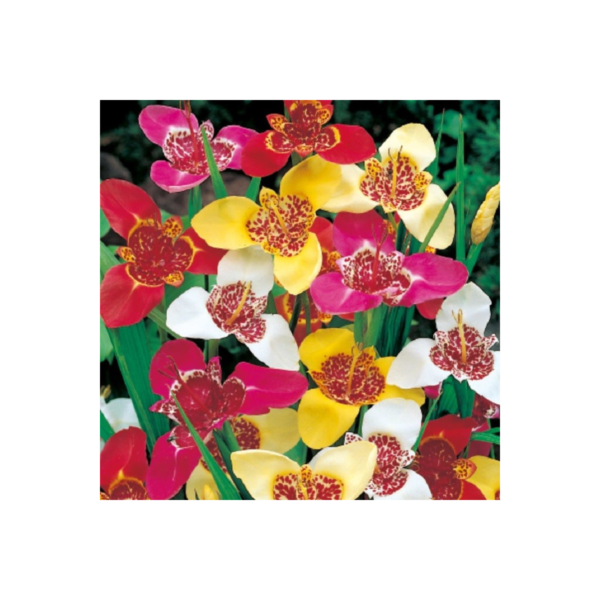 Tygřice mix - Tigridia - hlízy tygřice - 3 ks