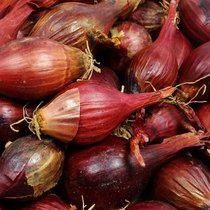 BIO Vöröshagyma Red Baron - Allium cepa - bio hagymák - 150 g