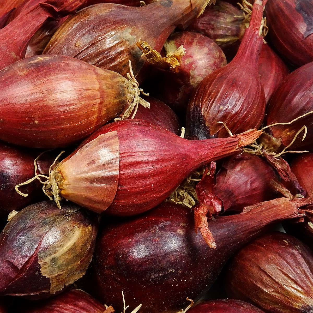 BIO Vöröshagyma Red Baron - Allium cepa - bio hagymák - 150 g