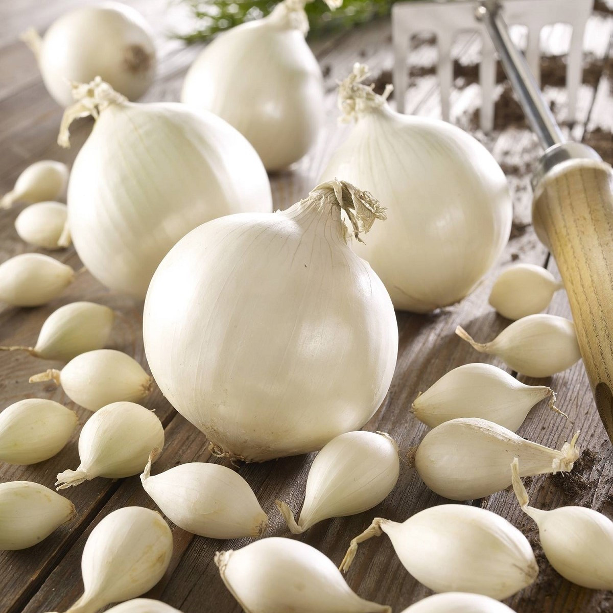 Cibule sazečka Snowball - Allium cepa - cibulky - 250 g