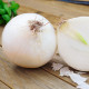 Cibule sazečka zimní Snowball - Allium cepa - cibulky - 50 ks