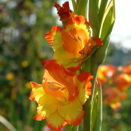 Gladiol Princess Margaret Rose - Gladiolus - hlízy mečíku - 3 ks