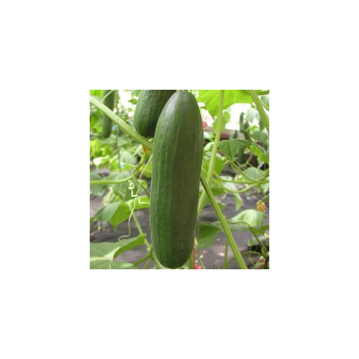 Okurka salátová Minisprint F1 - Cucumis sativus - semena okurky - 10 ks