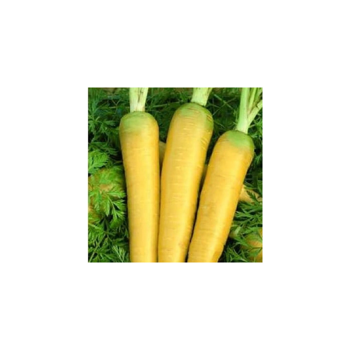 Mrkev Táborská žlutá - Daucus carota - semena mrkve - 150 ks