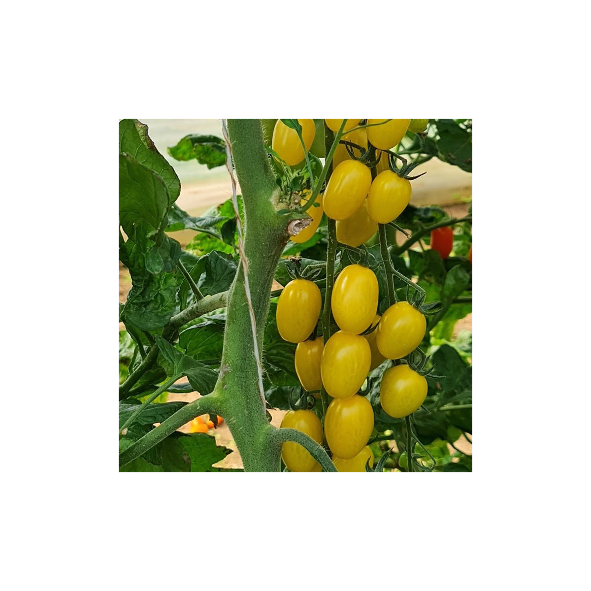 Rajče Dattolime F1 - Solanum lycopersicum - semena rajčete - 6 ks