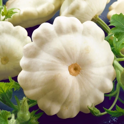 Patizon Delikates - Cucurbita pepo - semena patizonu - 15 ks