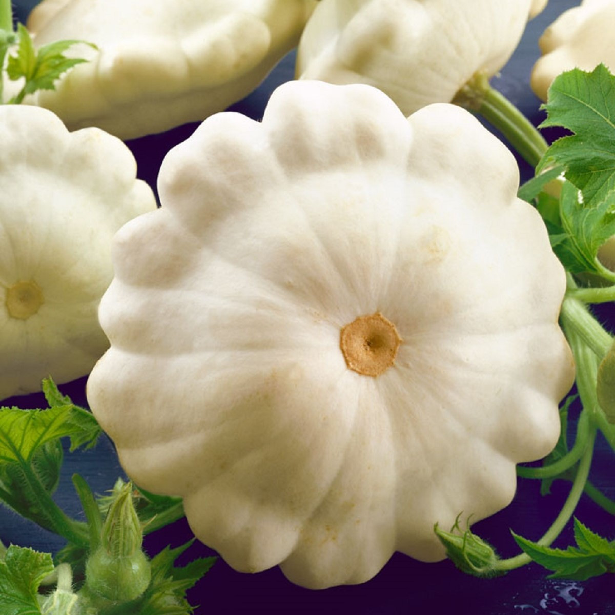 Patizon Delikates - Cucurbita pepo - semena patizonu - 15 ks