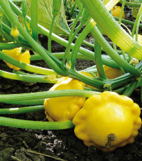 Patizon Sunseance F1 - Cucurbita pepo - semena patizonu - 15 ks