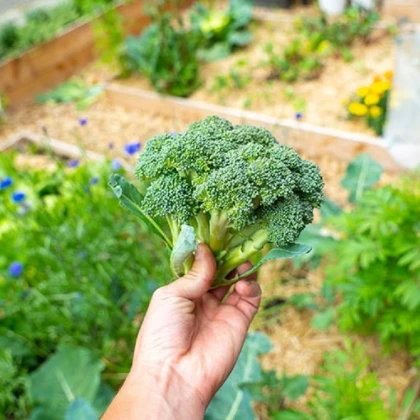 BIO Brokolice Calabrese Natalino - Brassica oleracea L. - bio semena brokolice - 30 ks