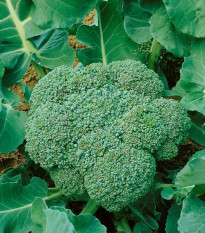 BIO Brokolice Calabrese Natalino - Brassica oleracea L. - bio semena brokolice - 30 ks