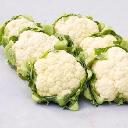 BIO Květák Amabile KS - Brassica oleracea - bio semena květáku - 20 ks