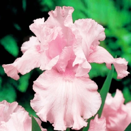 Kosatec růžový - Iris germanica - hlízy kosatce - 1 ks