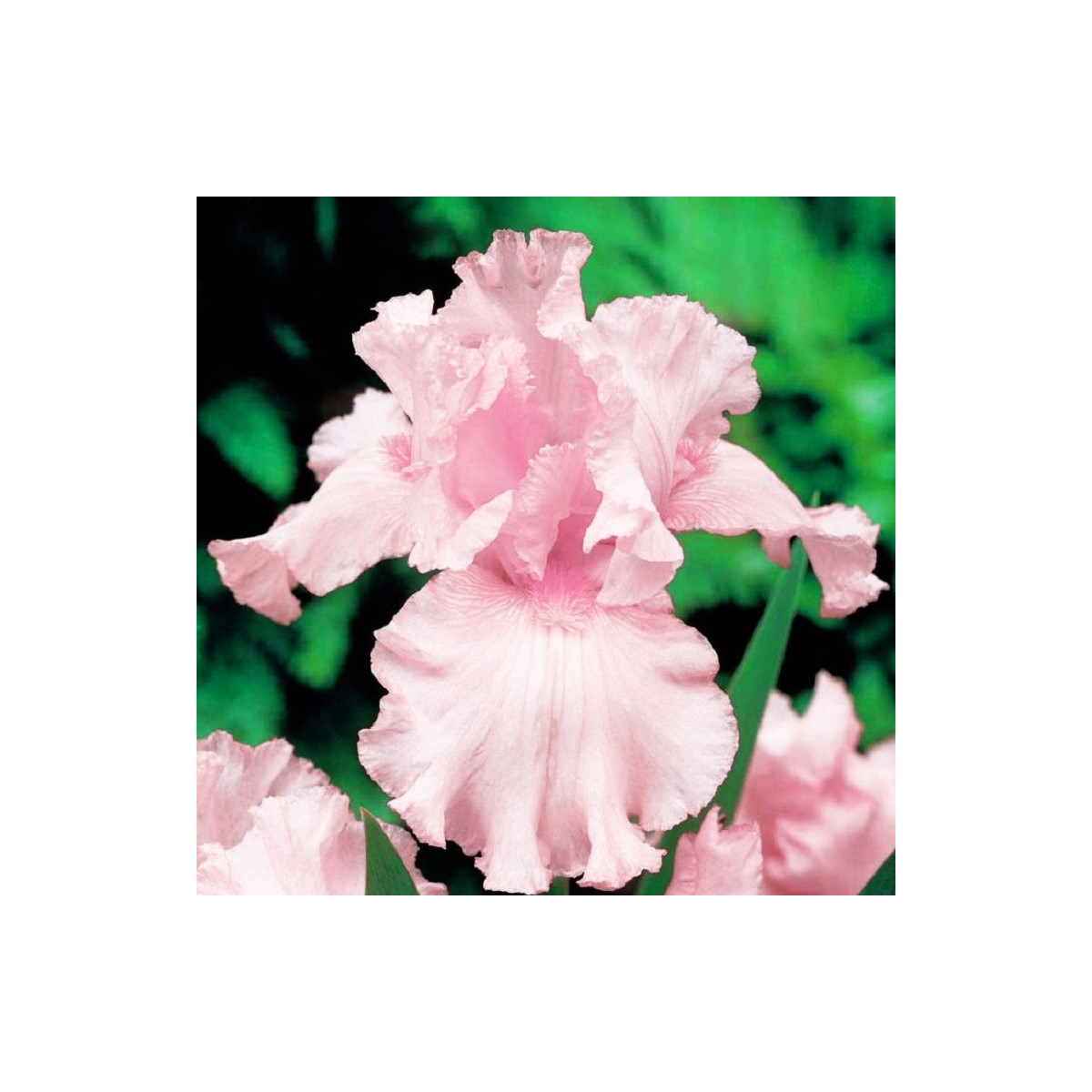 Kosatec růžový - Iris germanica - hlízy kosatce - 1 ks