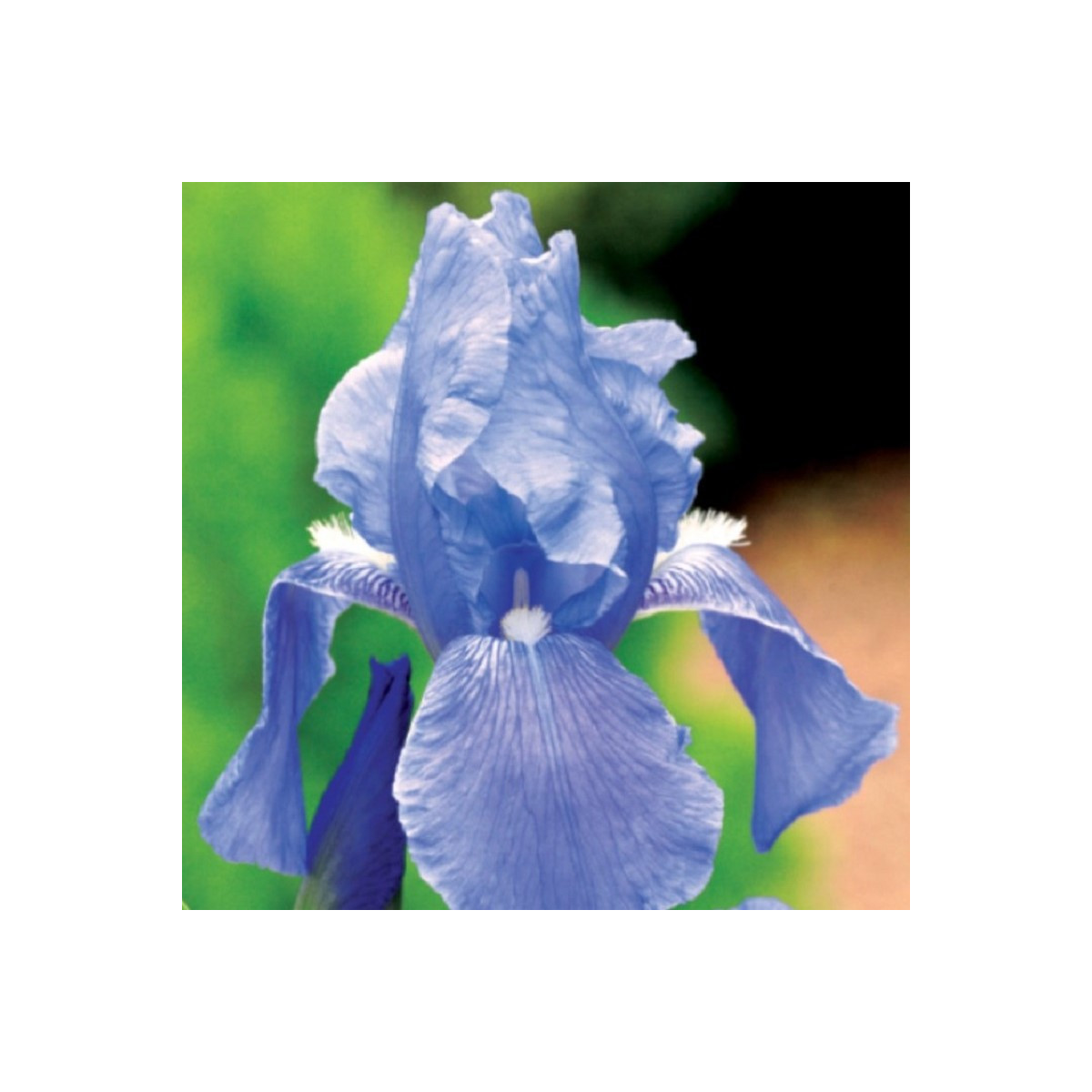 Kosatec modrý - Iris germanica - hlízy kosatce - 1 ks