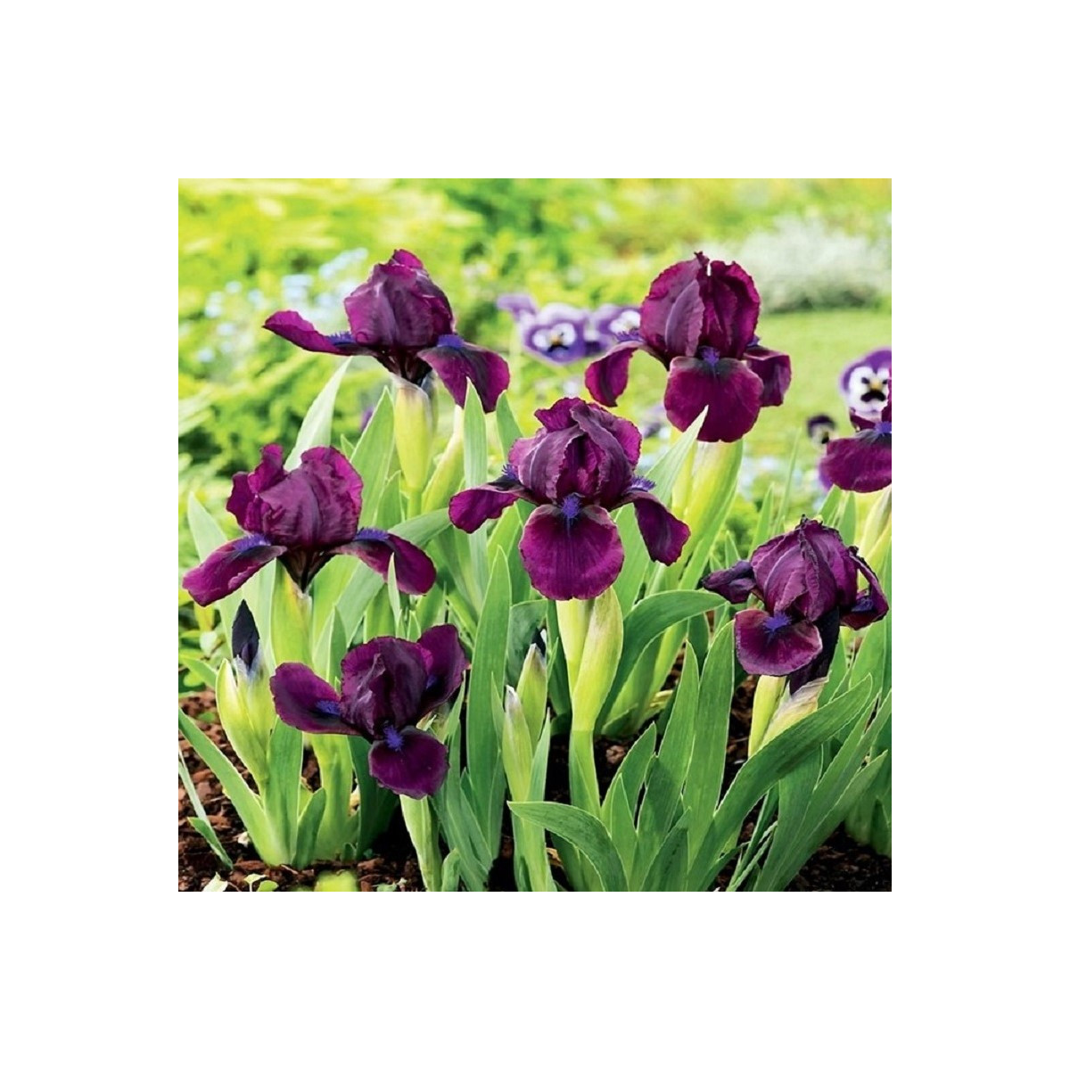Kosatec nízký Cherry Garden - Iris pumila - hlízy kosatce - 1 ks