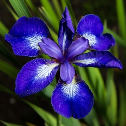 Kosatec sibiřský See Star - Iris sibirica - hlízy kosatce - 1 ks