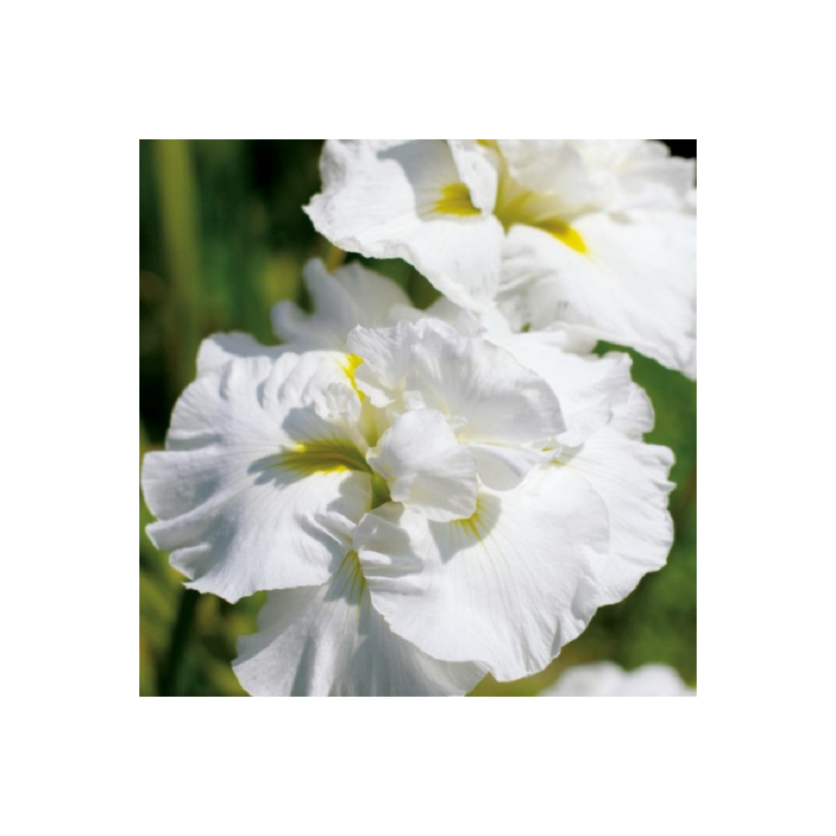 Kosatec Double Play - Iris sibirica - hlízy kosatce - 1 ks