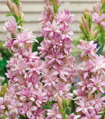 Tuberóza plnokvětá Pink Sapphire - Polianthes tuberosa - hlízy tuberózy - 1 ks