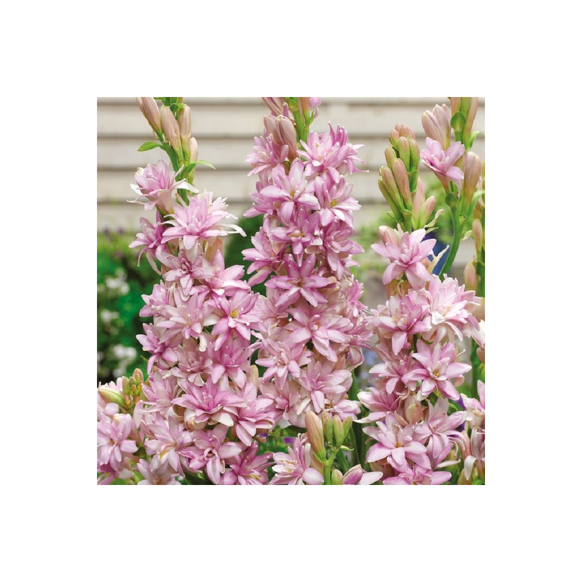 Tuberóza plnokvětá Pink Sapphire - Polianthes tuberosa - hlízy tuberózy - 1 ks