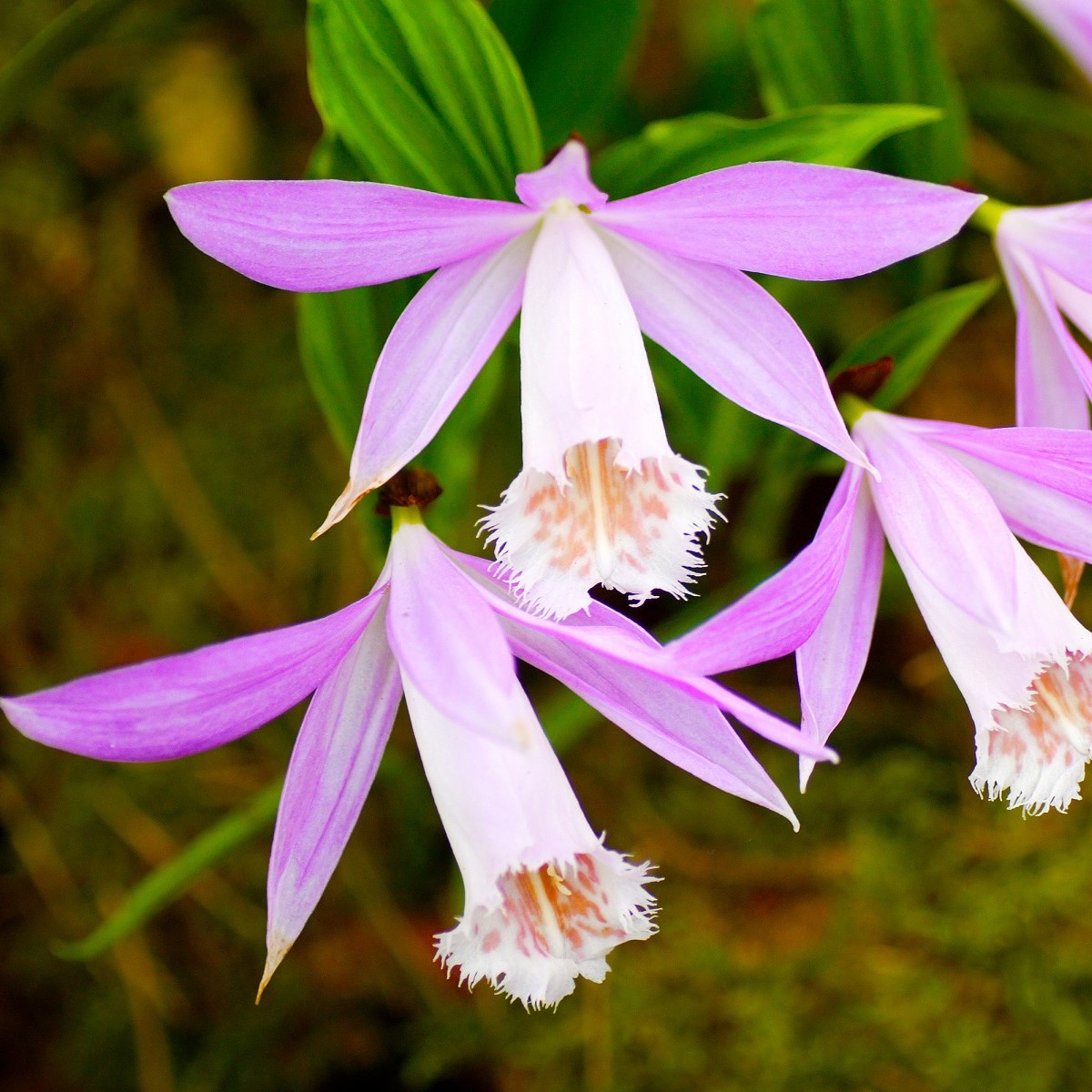 Plejonka - Pleione formosana - hlízy plejonky - 1 ks
