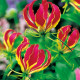 Glorióza popínavá - Gloriosa rotschildana - hlízy gloriózy - 1 ks