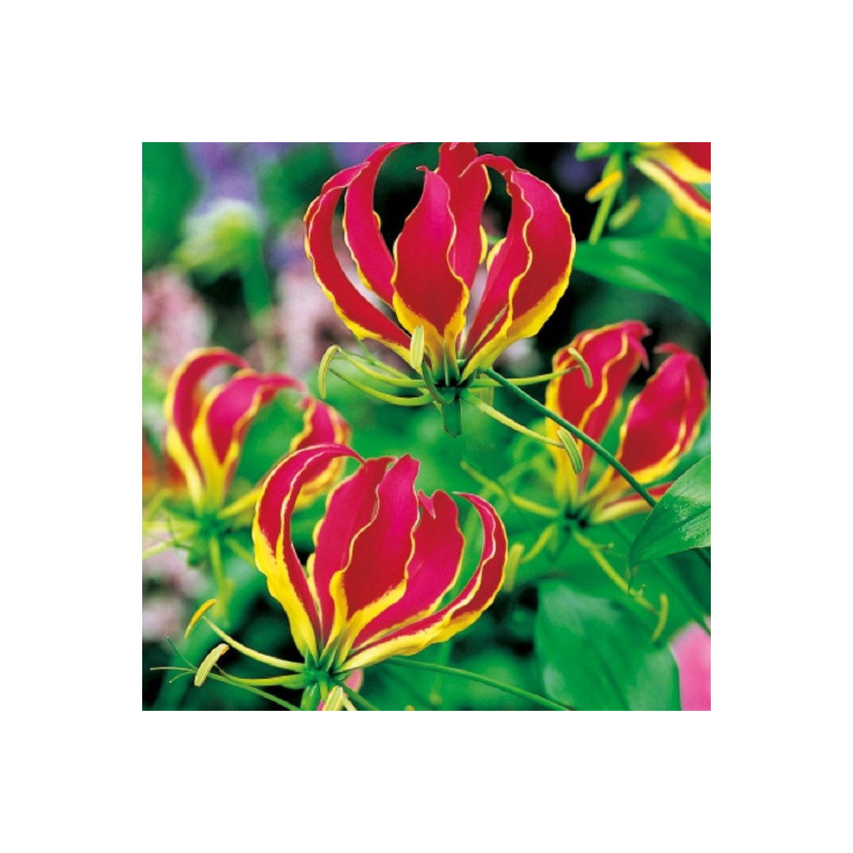 Glorióza popínavá - Gloriosa rotschildana - hlízy gloriózy - 1 ks