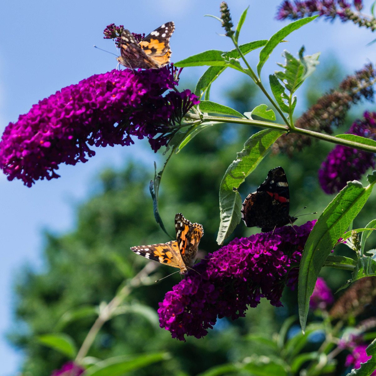 Komule Davidova směs barev - Buddleja davidi - semena motýlího keře - 20 ks