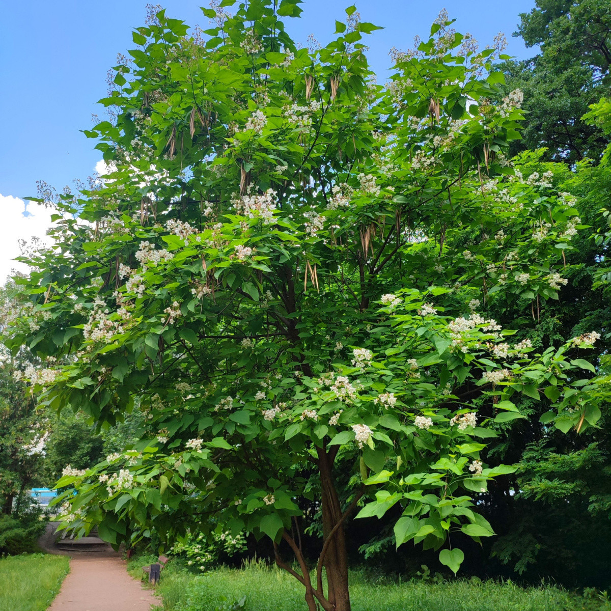 Katalpa Fargesova - Catalpa fargesii - semena katalpy - 8 ks