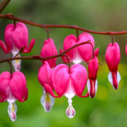 Srdcovka nádherná - Dicentra spectabilis - hlízy srdcovky - 1 ks