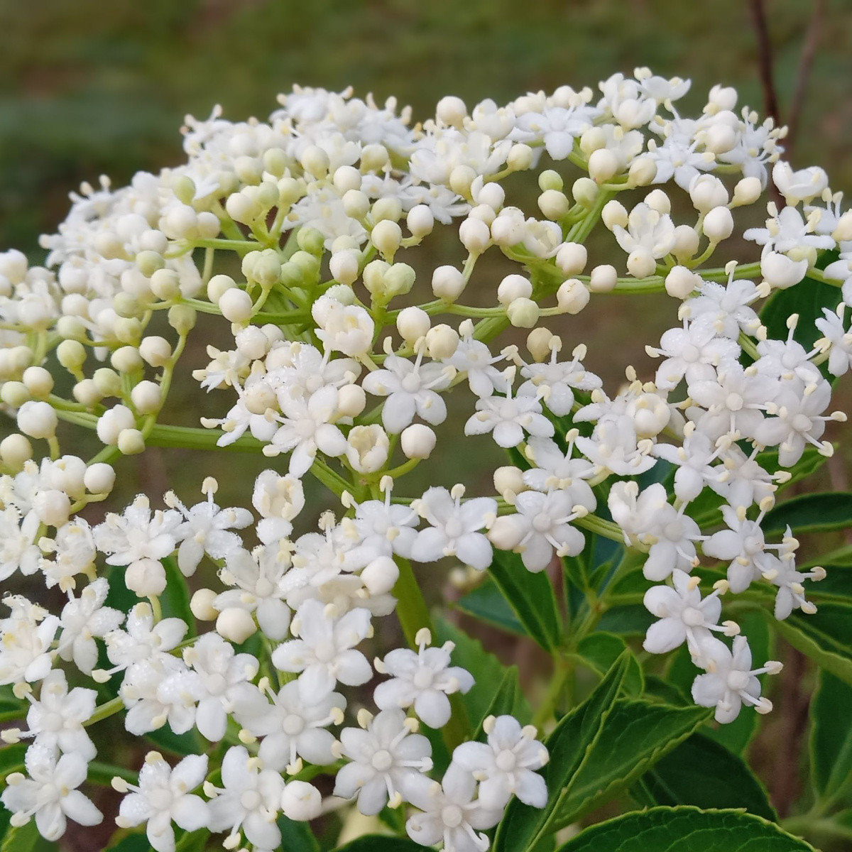 Bez kanadský - Sambucus canadians - semena bezu - 10 ks