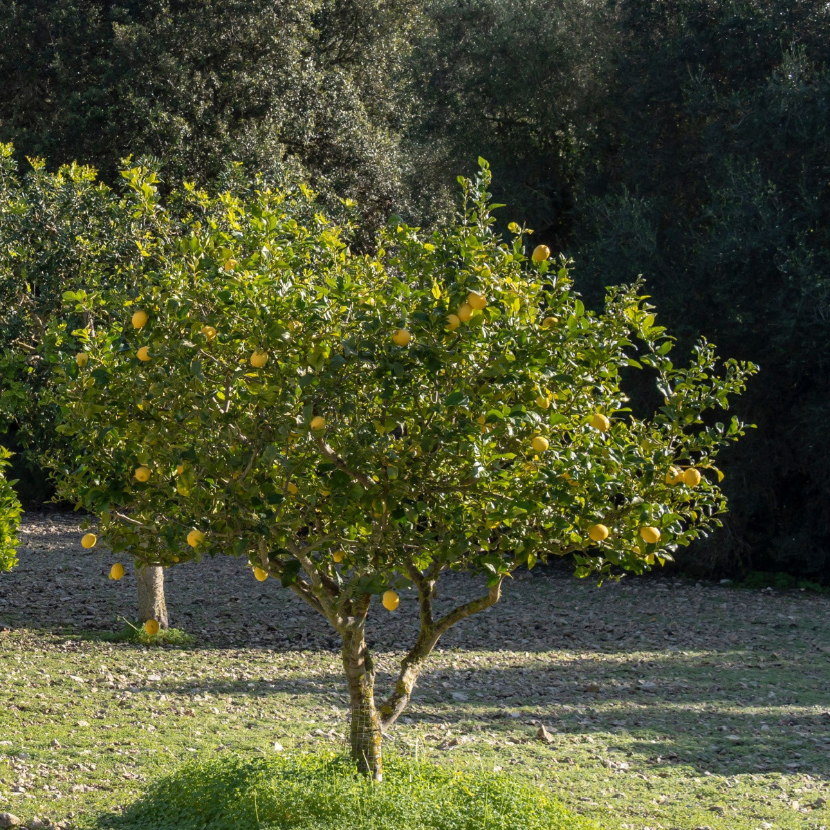 Citroník pravý - Citrus limon - semena citroníku - 5 ks