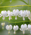 Srdcovka nádherná bílá - Dicentra spectabilis - hlízy srdcovky - 1 ks