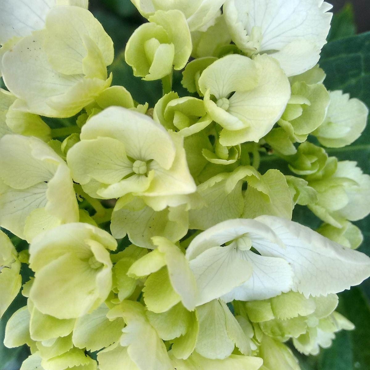 Plaménka Orchid Green - Phlox - prostokořenné sazenice plaménky - 1 ks