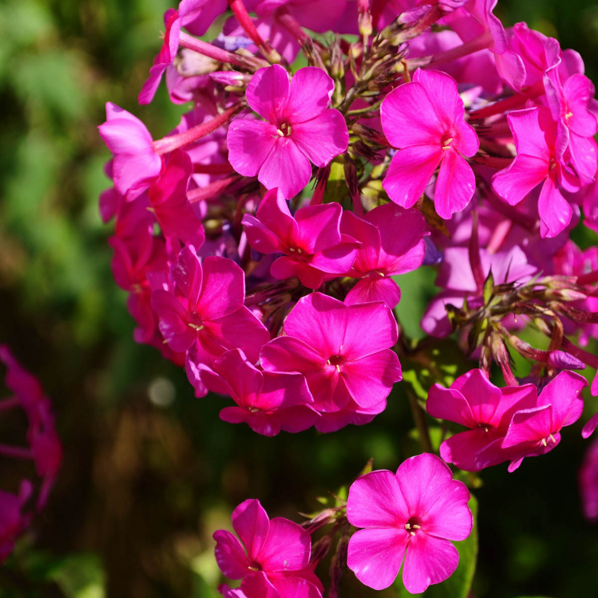 Plaménka růžová - Phlox - prostokořenné sazenice plaménky - 1 ks