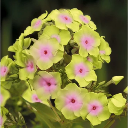 Plaménka Sherbet Blend - Phlox - prostokořenné sazenice plaménky - 1 ks