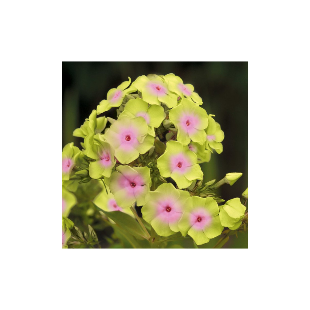 Plaménka Sherbet Blend - Phlox - prostokořenné sazenice plaménky - 1 ks