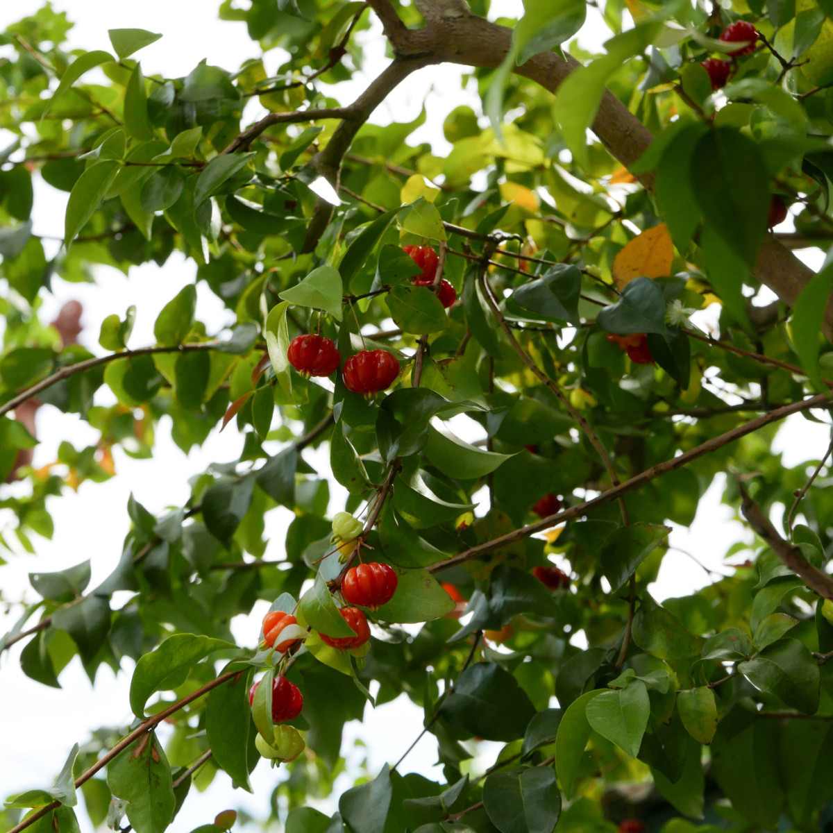Surinamská třešeň - Eugenia Uniflora - semena třešně - 2 ks